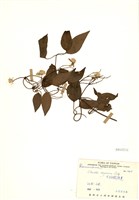 藏品(麥氏鐵線蓮(毛柱鐵線蓮))的圖片